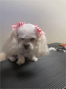 Dog Lovers Grooming