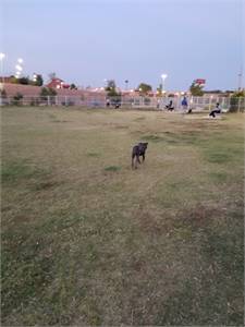 Argal Dog Park