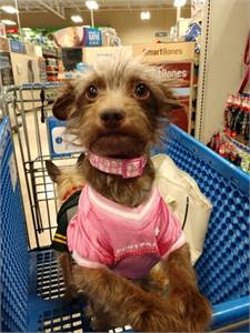 PetSmart